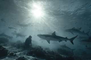 Freediving with Sharks Australia 2024: The Ultimate Cage-Free Shark Experience