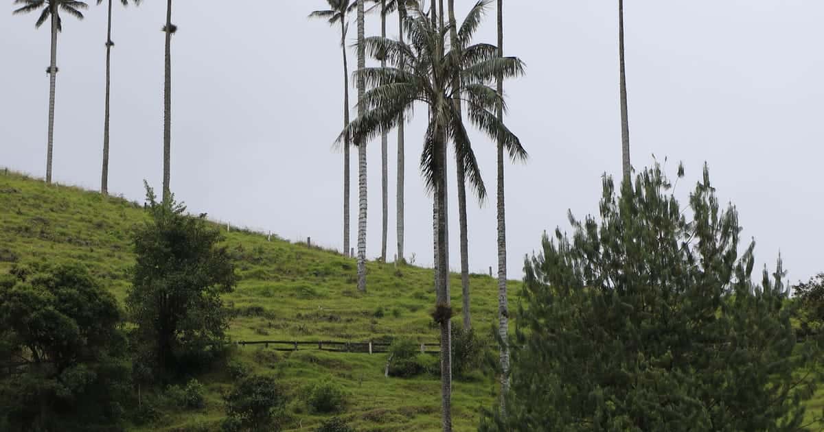 Colombia Adventure Guide: Coffee Region, Caribbean & Andes